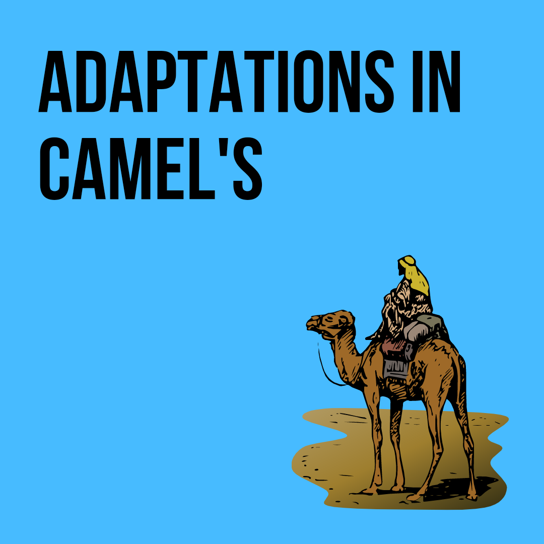 Camel Adaptation