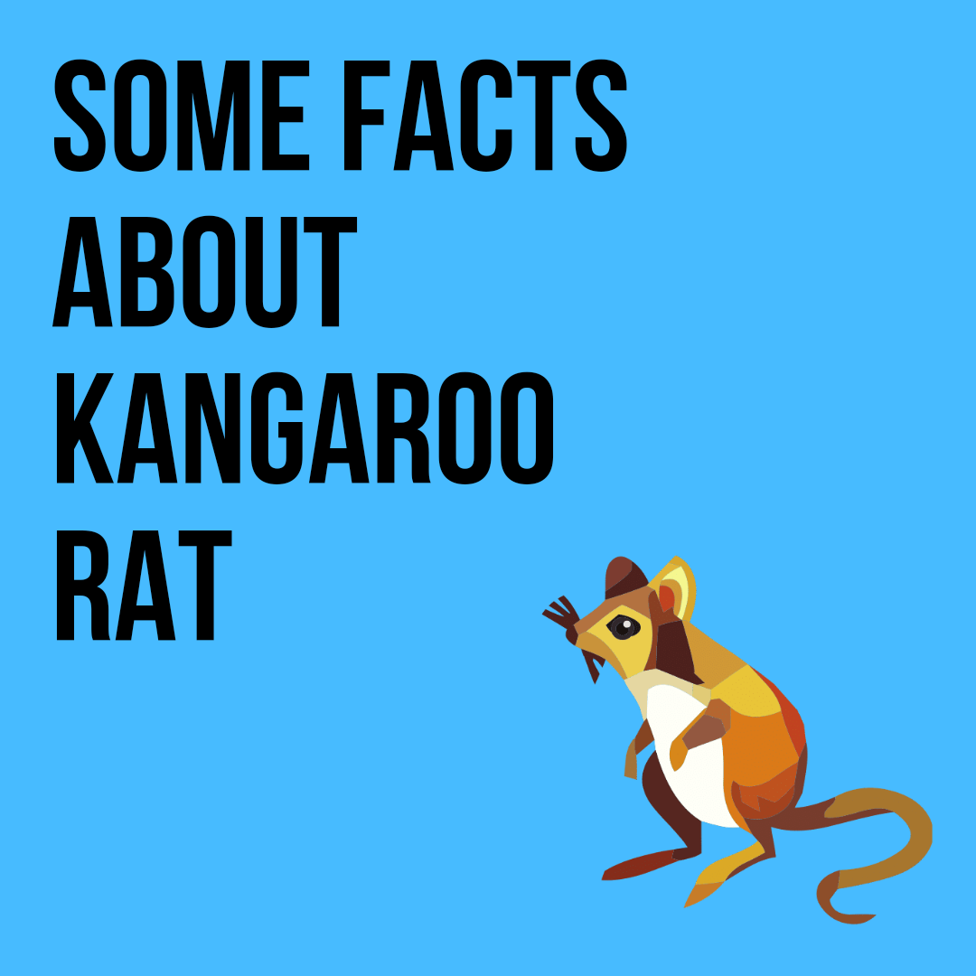 Kangaroo rat